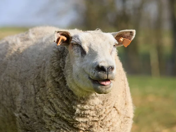 Close Portret Białych Owiec Flamandzkich — Zdjęcie stockowe