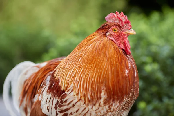 Kırmızı horozun portre başını kapat.