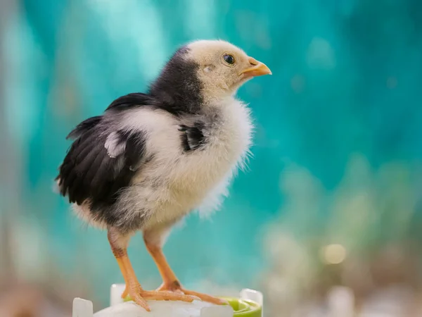 Mladá Novorozená Kuřata Hnízdě — Stock fotografie