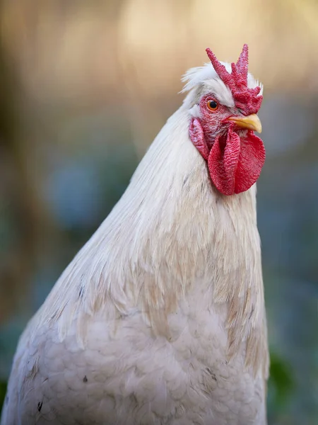 White Rooster Comb Portrait — Stock Photo, Image