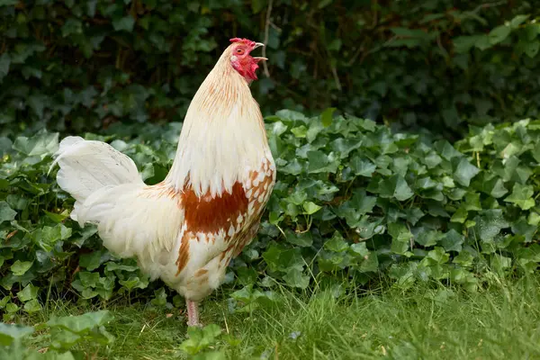 White Brown Rooster Crows Outdoor Garden — Stock Photo, Image