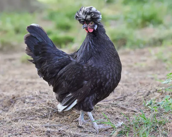 Black Poland Chicken Free Range Garden - Stock-foto