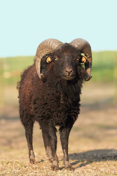 Portrét Samce Hnědé Ouessantní Ovce Louce — Stock fotografie