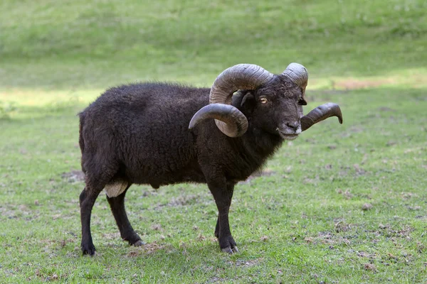 Černý Samec Ouessant Ovce Velkými Rohy — Stock fotografie