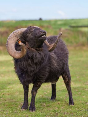 Flehmen, esmer erkek koyunlara tepki veriyor.