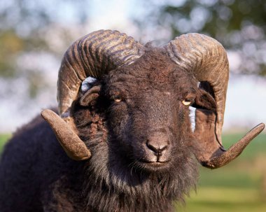 Close up portrait of brown male ouessant sheep