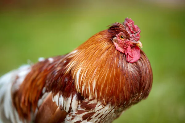 Close up of red brown rooster isolated on blurred background