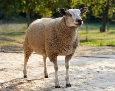 Beyaz Flaman koyunu çiftliğin dışında