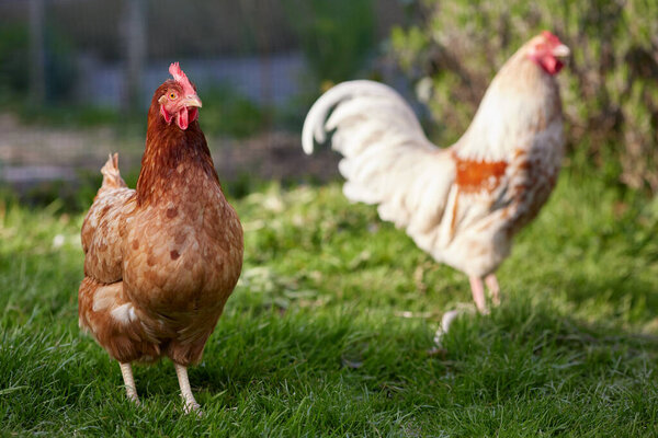 White rooster and brown hen free range in garden