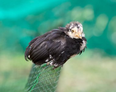 Yeni doğmuş genç siyah piliç.