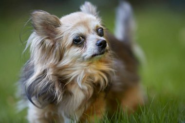 Bahçedeki bulanık arka planda Chihuahua portresi