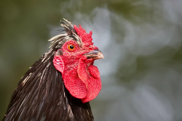 Close up head shot of black rooster isolated on blurred background