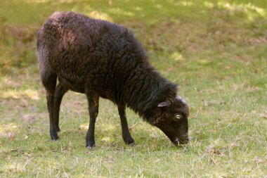 Dişi kahverengi ouessant koyunu çayırda otluyor.