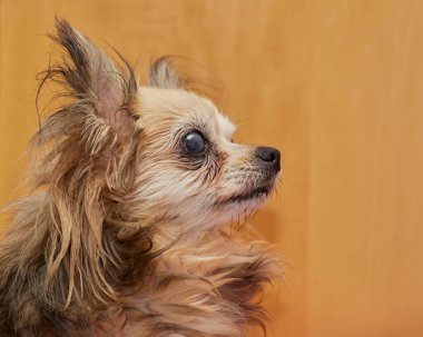 Kahverengi uzun saçlı chihuahua 'nın yan portresi.