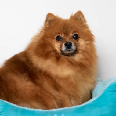 Pomeranya köpeği mavi sepette