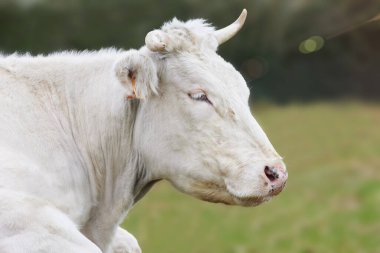 Genç beyaz ineğin kafasından.