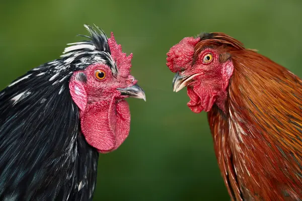 Two roosters headshot isolated on blurred garden background