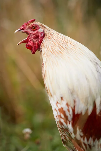 Isolated white brown rooster crowing on blurred garden background