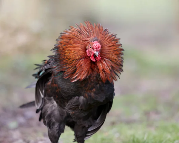 Red rooster shaking head feathers outside in garden