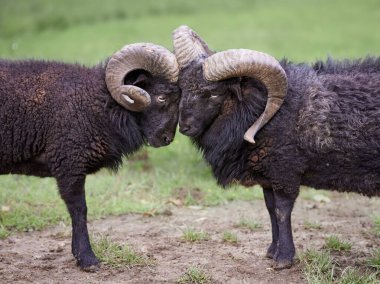 İki erkek koyun kafa kafaya gidiyor.