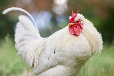 V tarak ile beyaz horozu kapat