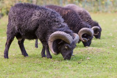 Arka arkaya otlayan üç erkek koyun sürüsü.