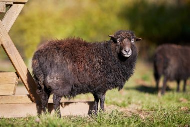Kahverengi dişi otlakta koyun geçiyor.