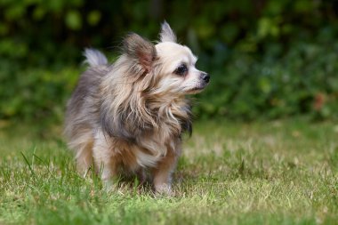 Bahçedeki chihuahua portresi