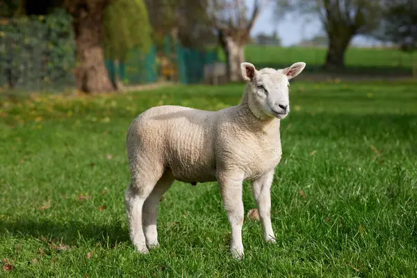 Young white lamb in meadow