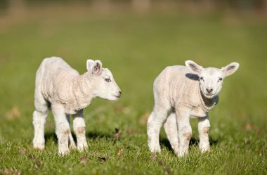 Çayırda iki şirin beyaz kuzu