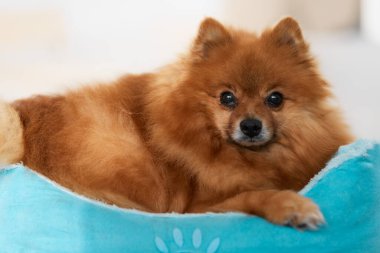 Sepette sevimli kahverengi Pomeranya köpeği