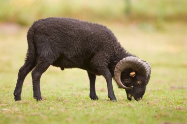 Taze soyulmuş kahverengi yabani koyunlar.