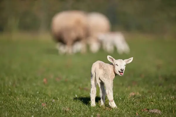 若い白い子羊が舌を出す ロイヤリティフリーのストック画像