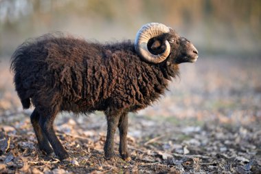 Sonbaharda çayır üzerinde esmer erkek koyun portresi