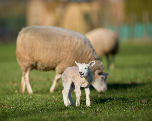 White Flemish sheep and young cute lamb on meadow