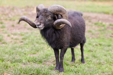 Kahverengi erkek otlakta koyundan hızlı koşar