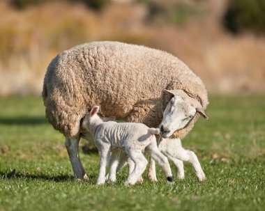 İki kuzulu beyaz koyun memeden süt içiyor.