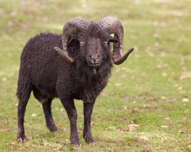 Kahverengi erkek otlakta koyundan hızlı koşar