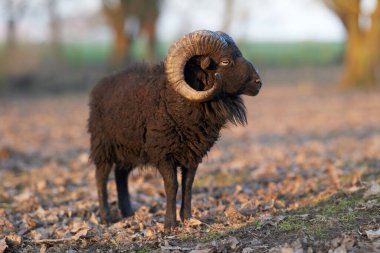 Sonbahar tarlasında esmer erkek koyunlara yakın durun.