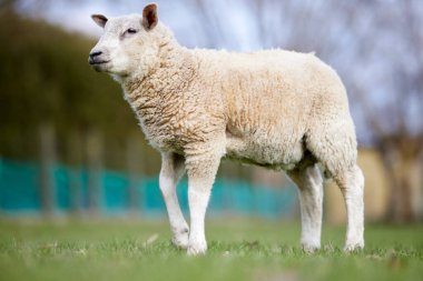 Genç beyaz kuzu çayırda kurbağa perspektifinde