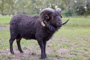 Brown male ouessant sheep on meadow clipart