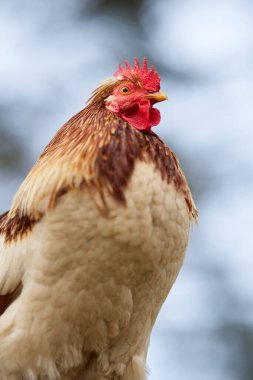 Gururlu beyaz kahverengi horoz gökyüzünde izole