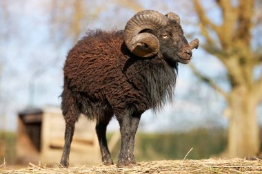 Kahverengi erkek otlakta koyundan hızlı koşar