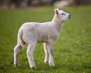 Genç beyaz kuzu tarlada