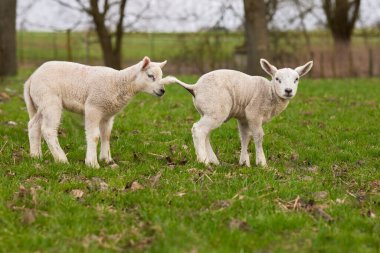 Çayırda oynayan iki beyaz kuzu