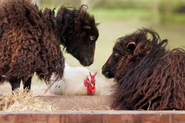 Two ouessant sheep look at rooster clipart