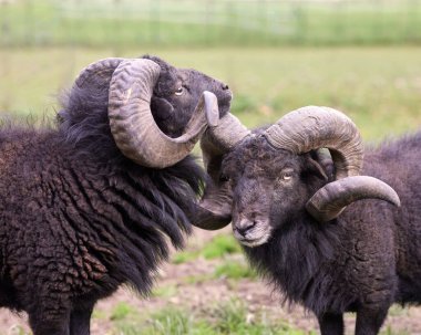 İki erkek koyun çayırda kafa kafaya çarpışmış.
