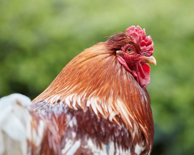 Bokeh arka planında izole edilmiş horozun yakın çekimleri