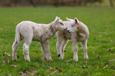 Çayırda iki şirin beyaz kuzu