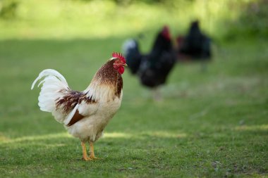 Bahçede horozsuz horoz ve bulanık arka planda diğer tavuklar.